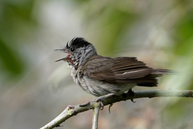 Zwartkop /m